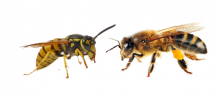 Wasps vs Bees