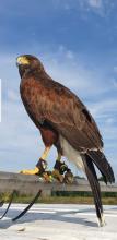 Harris Hawk