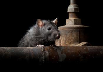 Rodents and restaurant hygiene