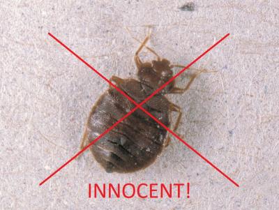 'Innocent' Bed Bug (for once...)