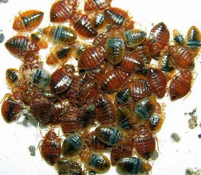 Bed bug infestation