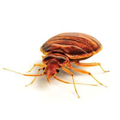 Bed bug control