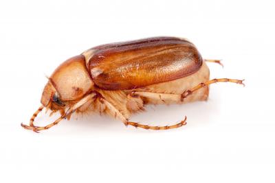 Cockchafer