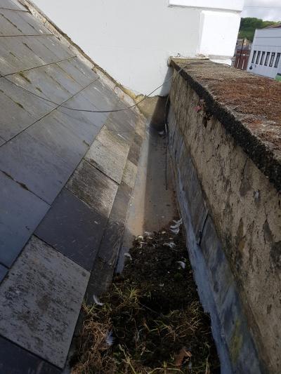 Removing the seagull nest in Bridport