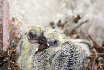 Pigeon chicks