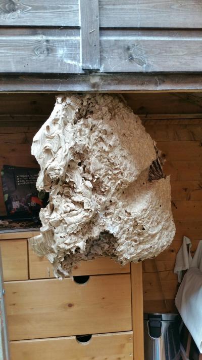 Wasps nest