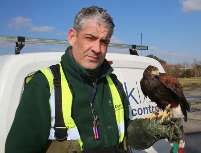 Bird control technician Alan with Luna our Harris Hawk