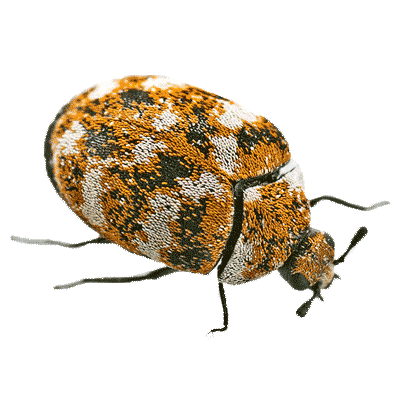 Varied Carpet Beetle