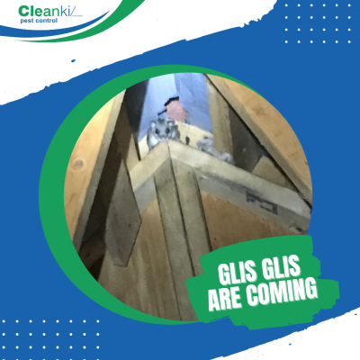 Glis Glis